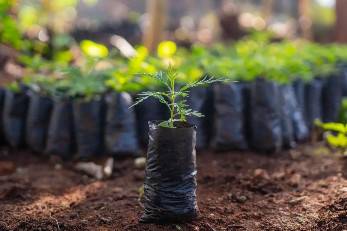 Hoeveel CO2 neemt een boom op?